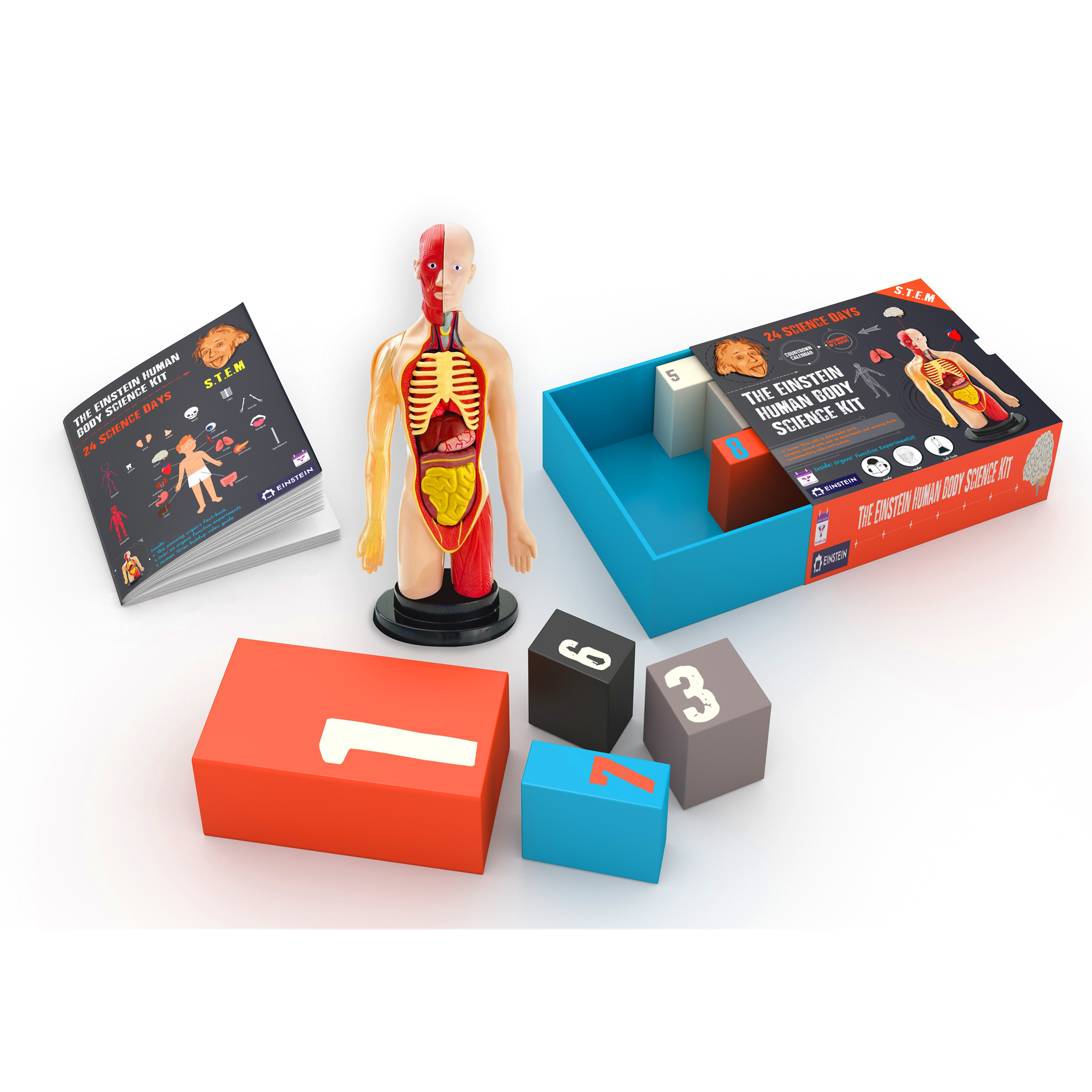 Countdown Calendar - Einstein Human Body Science Kit